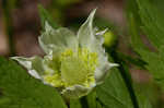 Tall thimbleweed